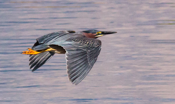 Green Heron Butorides virescens 