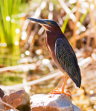 Green Heron Butorides virescens 