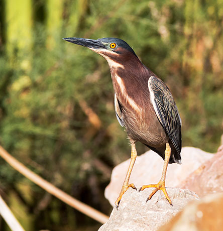 Green Heron Butorides virescens 