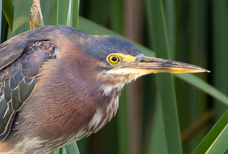 Green Heron Butorides virescens 