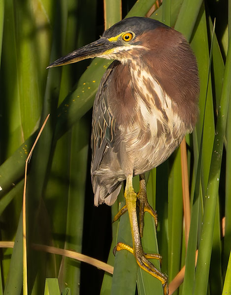 Green Heron Butorides virescens 