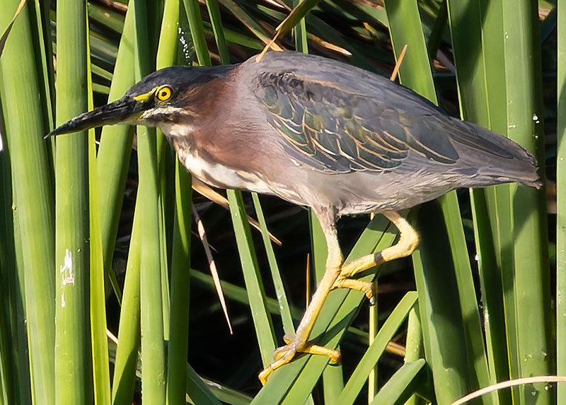 Green Heron Butorides virescens 