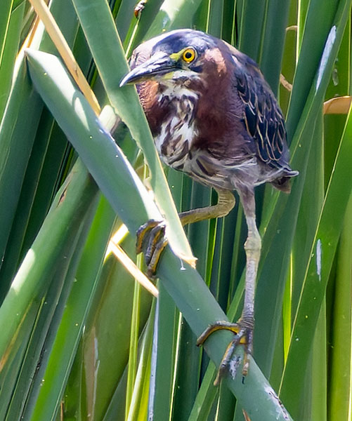 Green Heron Butorides virescens 