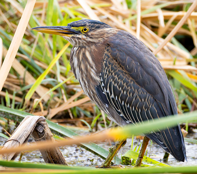 Green Heron Butorides virescens 