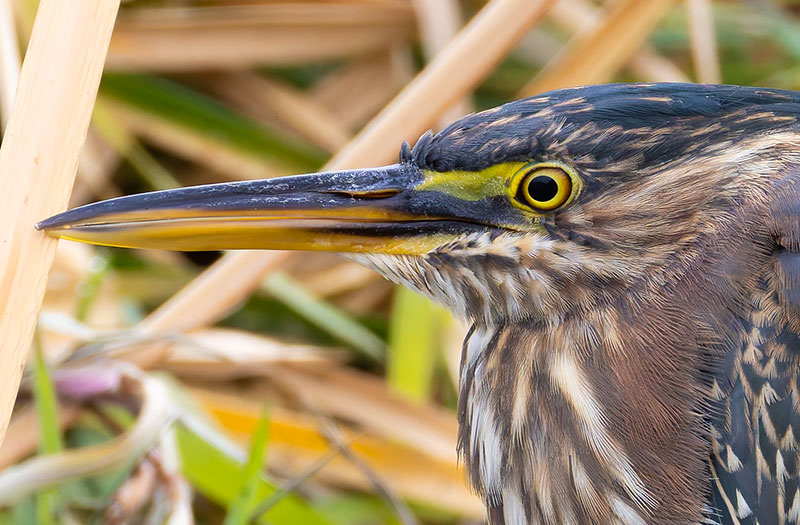 Green Heron Butorides virescens 
