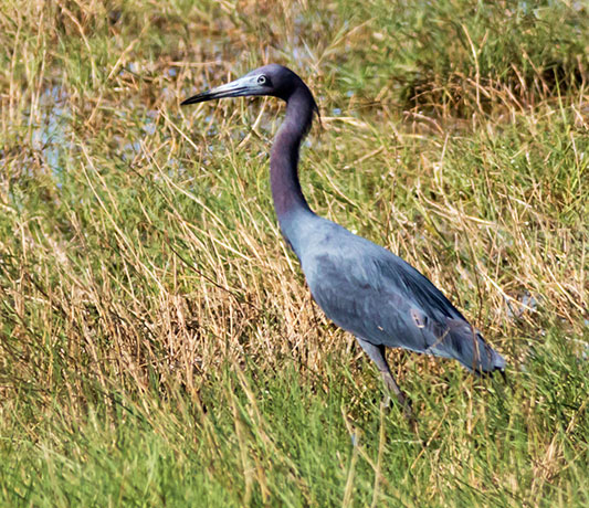 Little Blue Heron Egretta caerulea