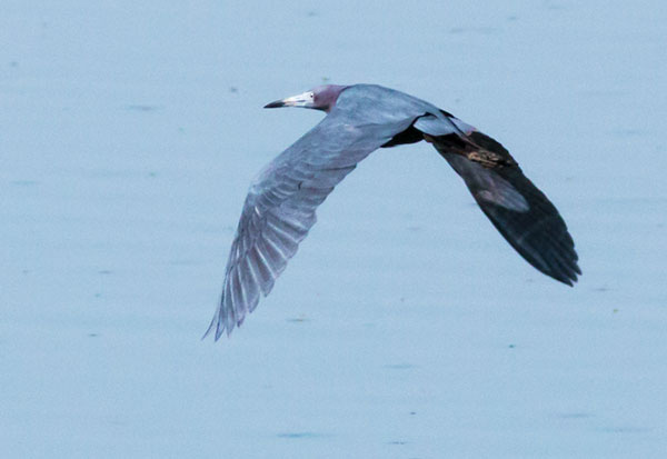 Little Blue Heron Egretta caerulea