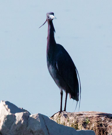 Little Blue Heron Egretta caerulea