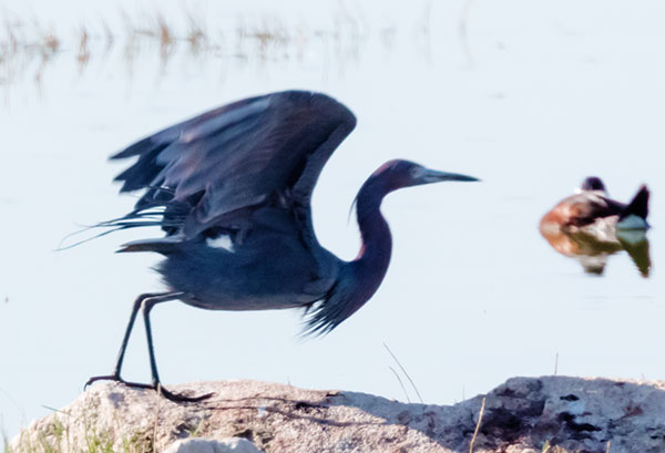Little Blue Heron Egretta caerulea