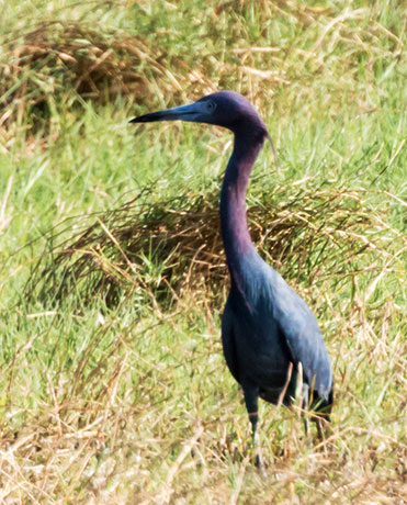Little Blue Heron Egretta caerulea