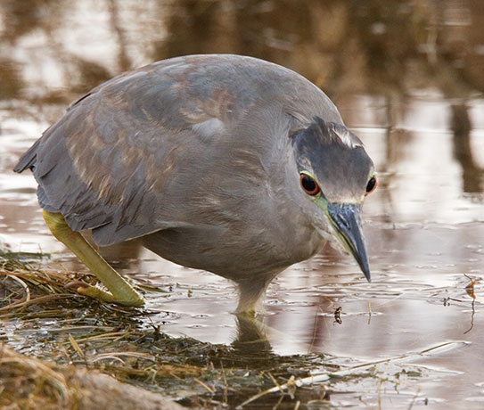 Black-crowned Night-Heron Nycticorax nycticorax 