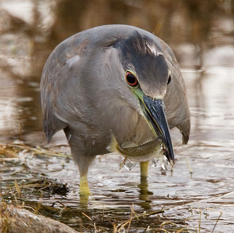 Black-crowned Night-Heron Nycticorax nycticorax 
