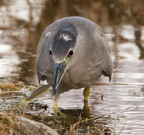 Black-crowned Night-Heron Nycticorax nycticorax 