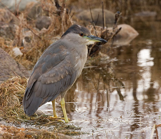 Black-crowned Night-Heron Nycticorax nycticorax 