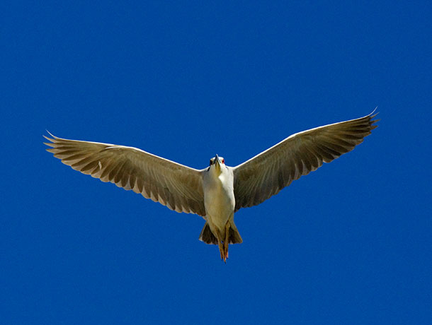 Black-crowned Night-Heron Nycticorax nycticorax 