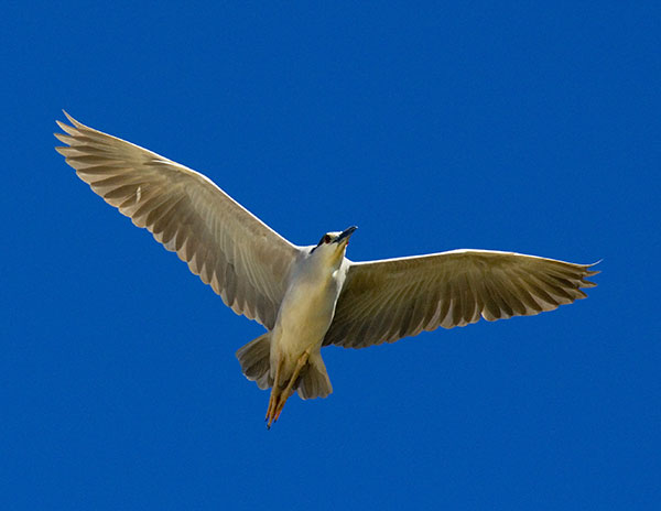 Black-crowned Night-Heron Nycticorax nycticorax 