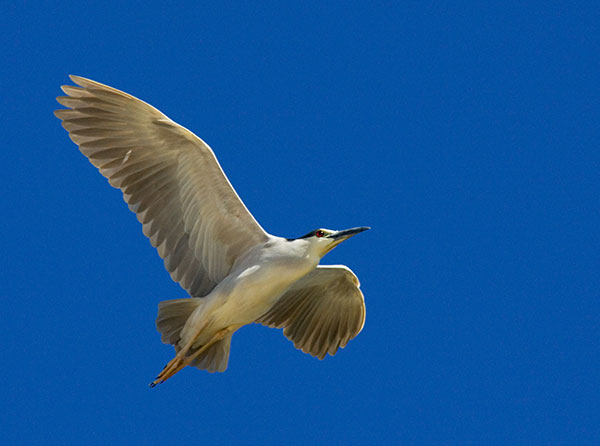 Black-crowned Night-Heron Nycticorax nycticorax 
