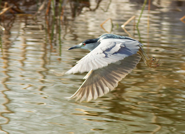 Black-crowned Night-Heron Nycticorax nycticorax 