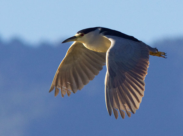 Black-crowned Night-Heron Nycticorax nycticorax 