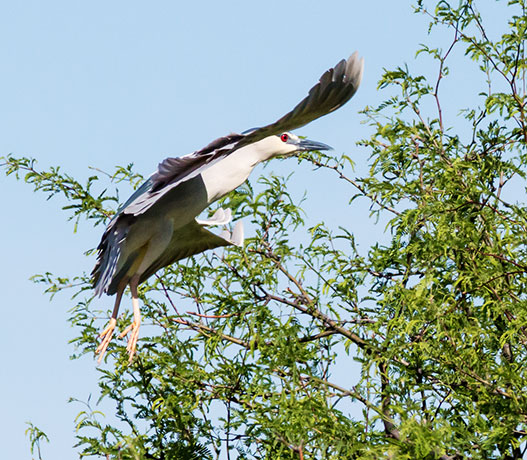 Black-crowned Night-Heron Nycticorax nycticorax 