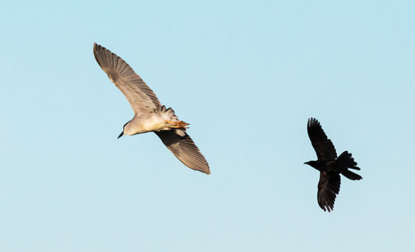 Black-crowned Night-Heron Nycticorax nycticorax 