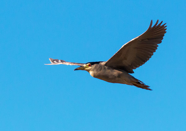 Black-crowned Night-Heron Nycticorax nycticorax 