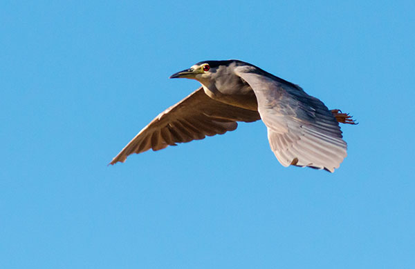Black-crowned Night-Heron Nycticorax nycticorax 
