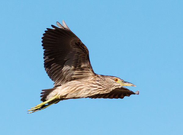 Black-crowned Night-Heron Nycticorax nycticorax 