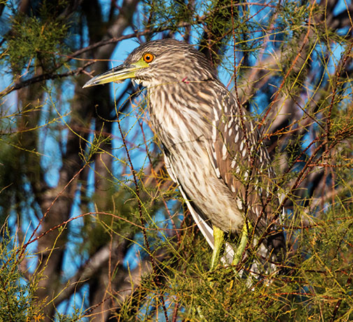 Black-crowned Night-Heron Nycticorax nycticorax 