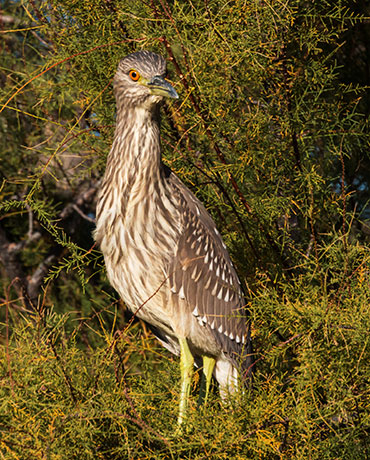Black-crowned Night-Heron Nycticorax nycticorax 