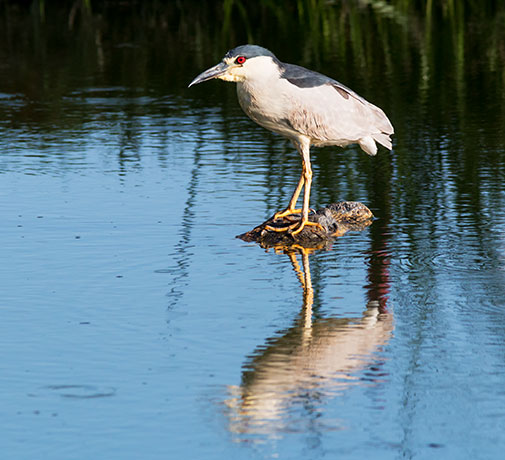 Black-crowned Night-Heron Nycticorax nycticorax 