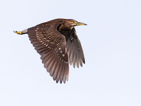 Black-crowned Night-Heron Nycticorax nycticorax 
