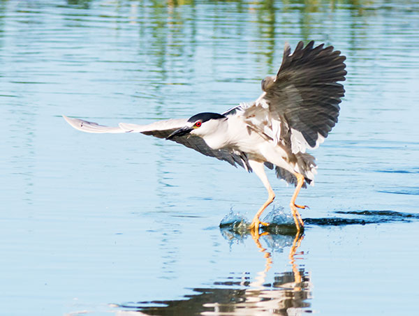 Black-crowned Night-Heron Nycticorax nycticorax 