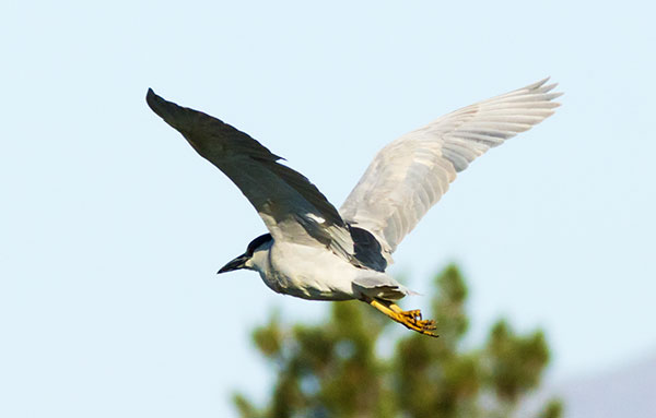 Black-crowned Night-Heron Nycticorax nycticorax 