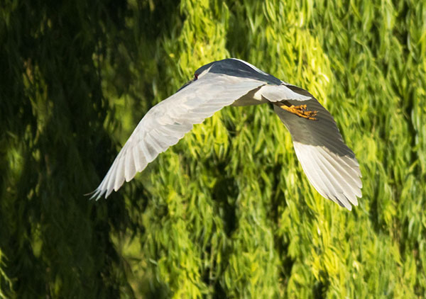 Black-crowned Night-Heron Nycticorax nycticorax 