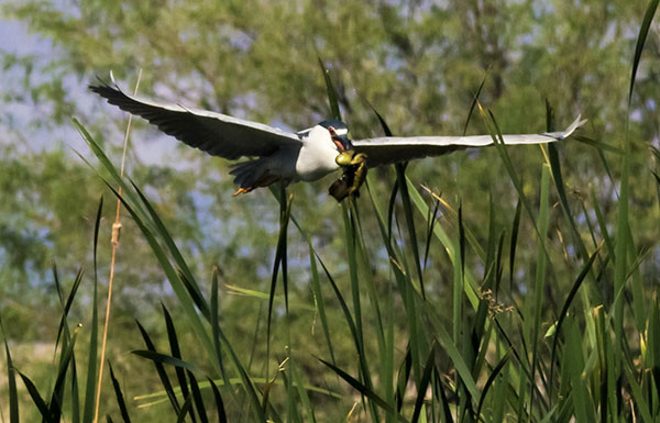 Black-crowned Night-Heron Nycticorax nycticorax 