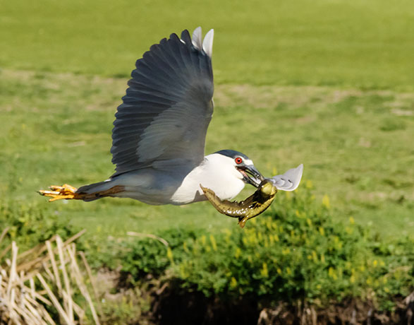 Black-crowned Night-Heron Nycticorax nycticorax 