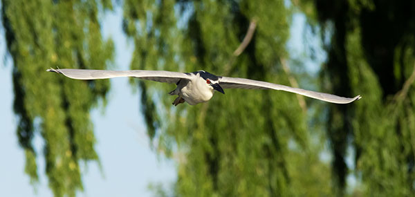 Black-crowned Night-Heron Nycticorax nycticorax 