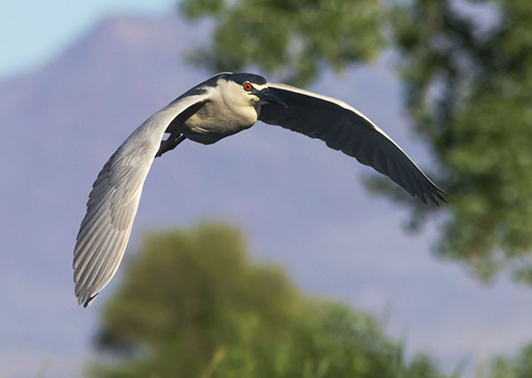 Black-crowned Night-Heron Nycticorax nycticorax 