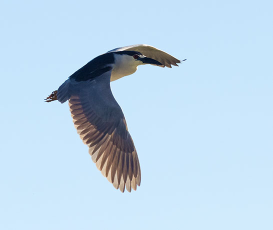 Black-crowned Night-Heron Nycticorax nycticorax 