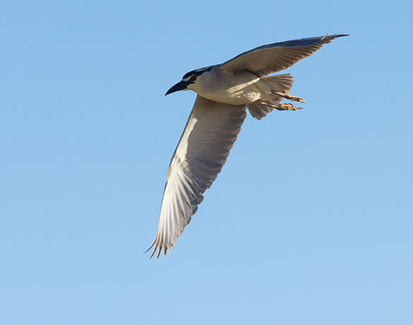 Black-crowned Night-Heron Nycticorax nycticorax 