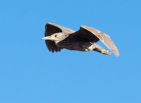Black-crowned Night-Heron Nycticorax nycticorax 