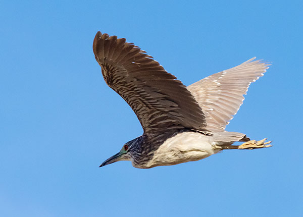 Black-crowned Night-Heron Nycticorax nycticorax 