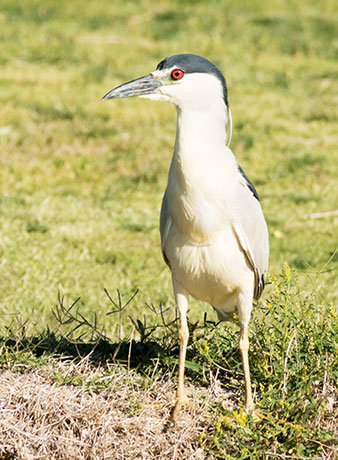 Black-crowned Night-Heron Nycticorax nycticorax 