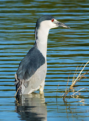 Black-crowned Night-Heron Nycticorax nycticorax 