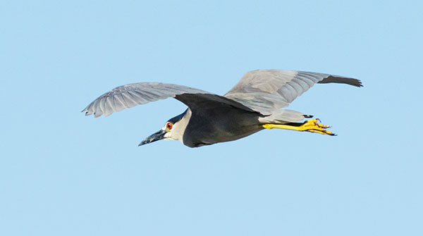 Black-crowned Night-Heron Nycticorax nycticorax 