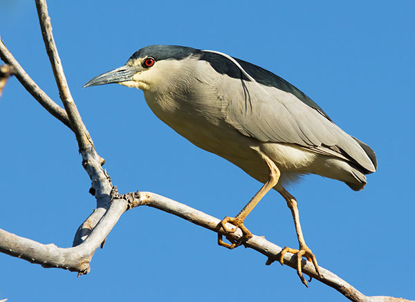 Black-crowned Night-Heron Nycticorax nycticorax 