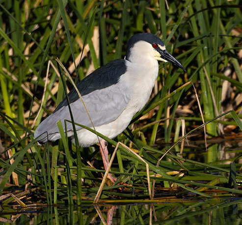Black-crowned Night-Heron Nycticorax nycticorax 
