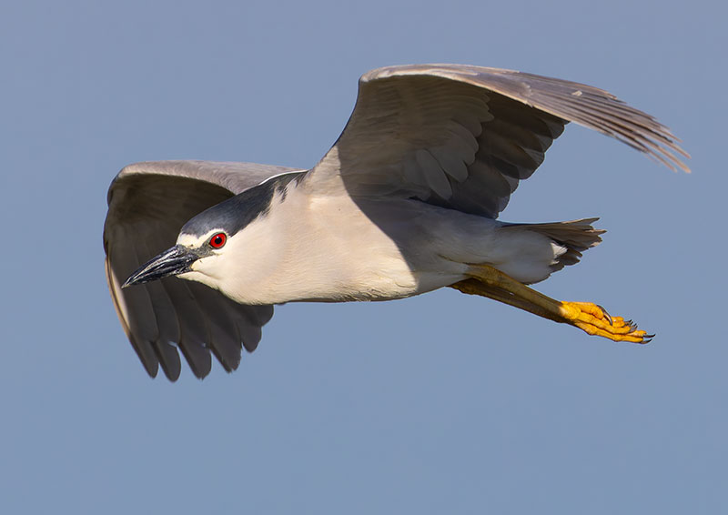 Black-crowned Night-Heron Nycticorax nycticorax 