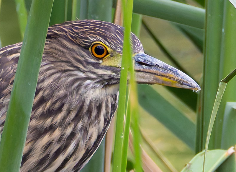 Black-crowned Night-Heron Nycticorax nycticorax 